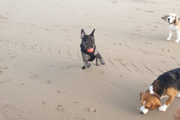 honden-spelen honden-spelen