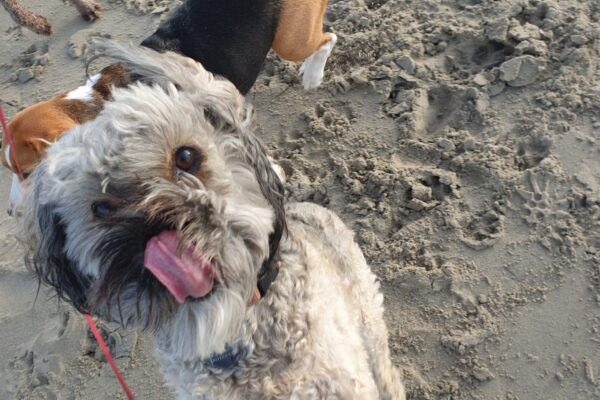 wooster-spelen wooster-spelen