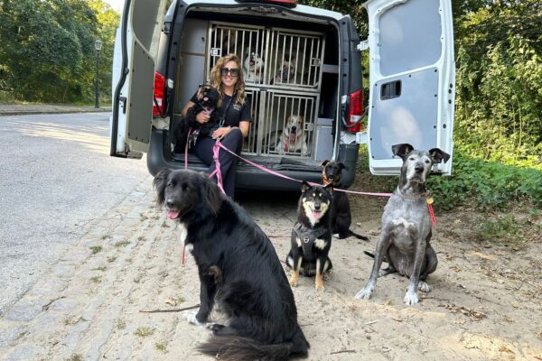 mellysddc-bus-1 mellysddc-bus-1