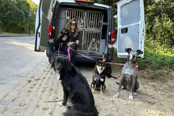 mellysddc-bus mellysddc-bus