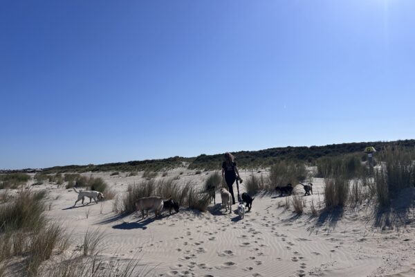 mellysddc-strand-1 mellysddc-strand-1