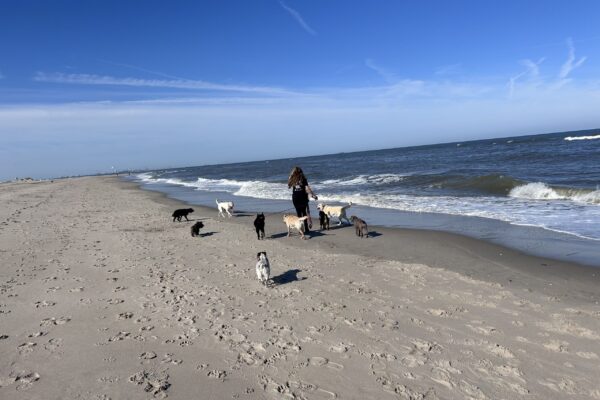 mellysddc-strand mellysddc-strand